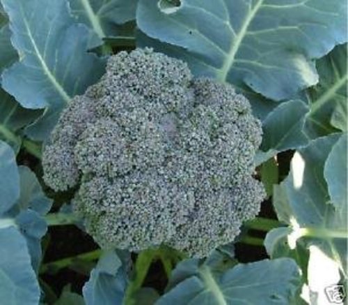 Broccoli Waltham 29 Great Heirloom Vegetable Bulk 10,000 Seeds