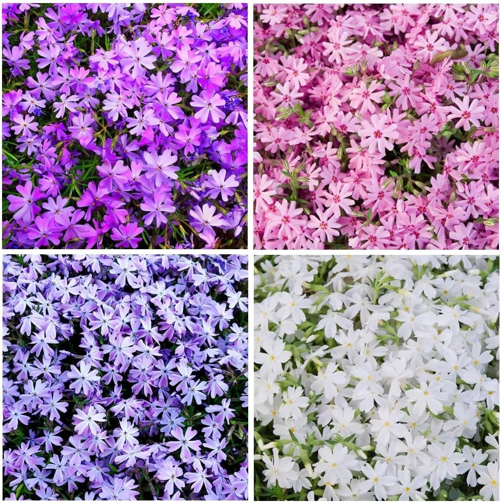 1100+ Annual Phlox Beauty Mix Seeds for Planting Outdoor-Creeping Phlox Ground C