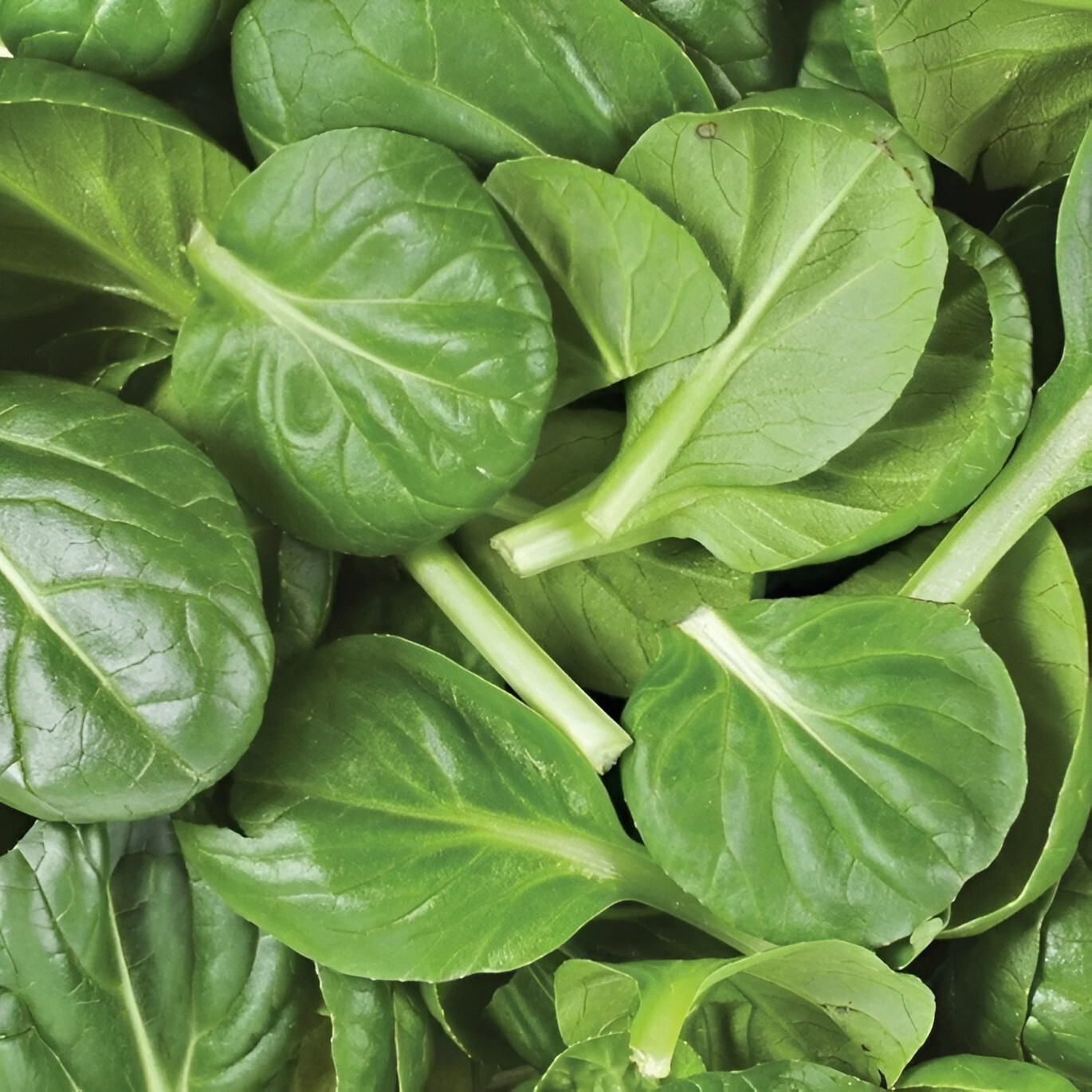 150 Heirloom American Spinach Seeds Fast Growing, Non-GMO, Home Garden Favorite