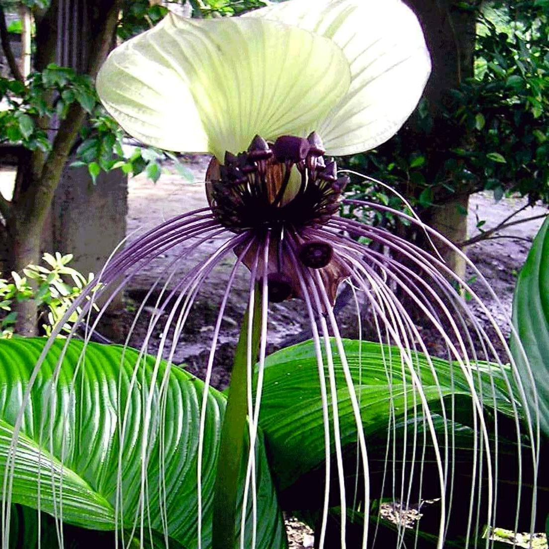 10 White Bat Orchid Flower Seeds (Tacca Integrifolia) Exotic Tropical Houseplant