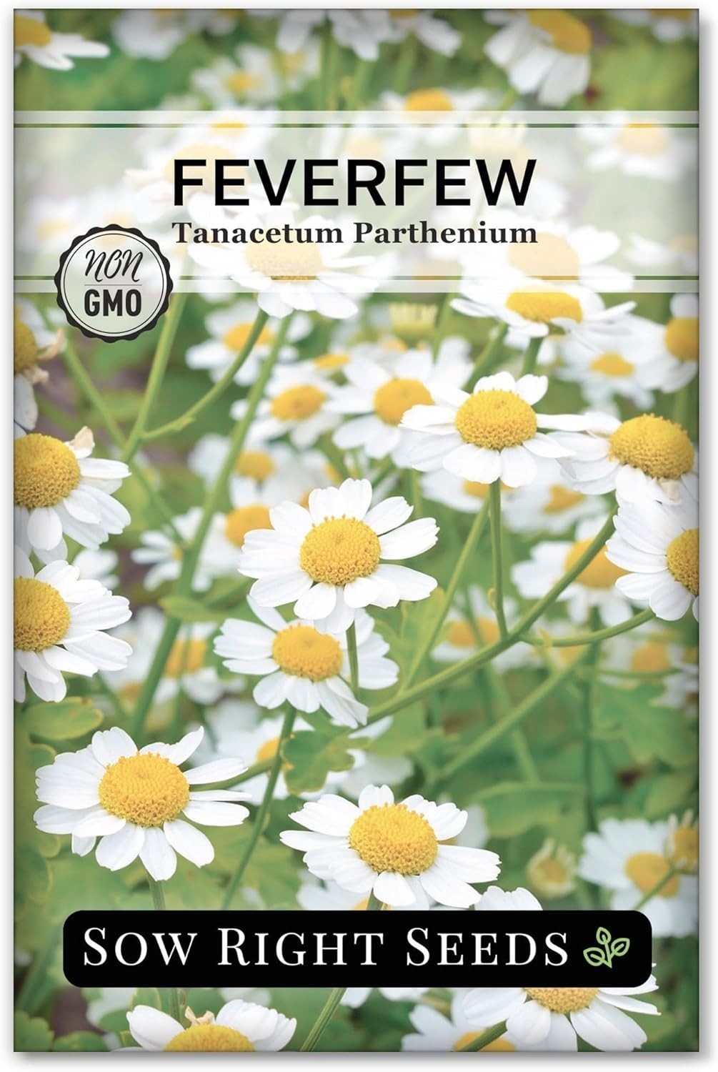 Feverfew Seeds for Planting – Non-GMO Heirloom Packet with Instructions to Pl…