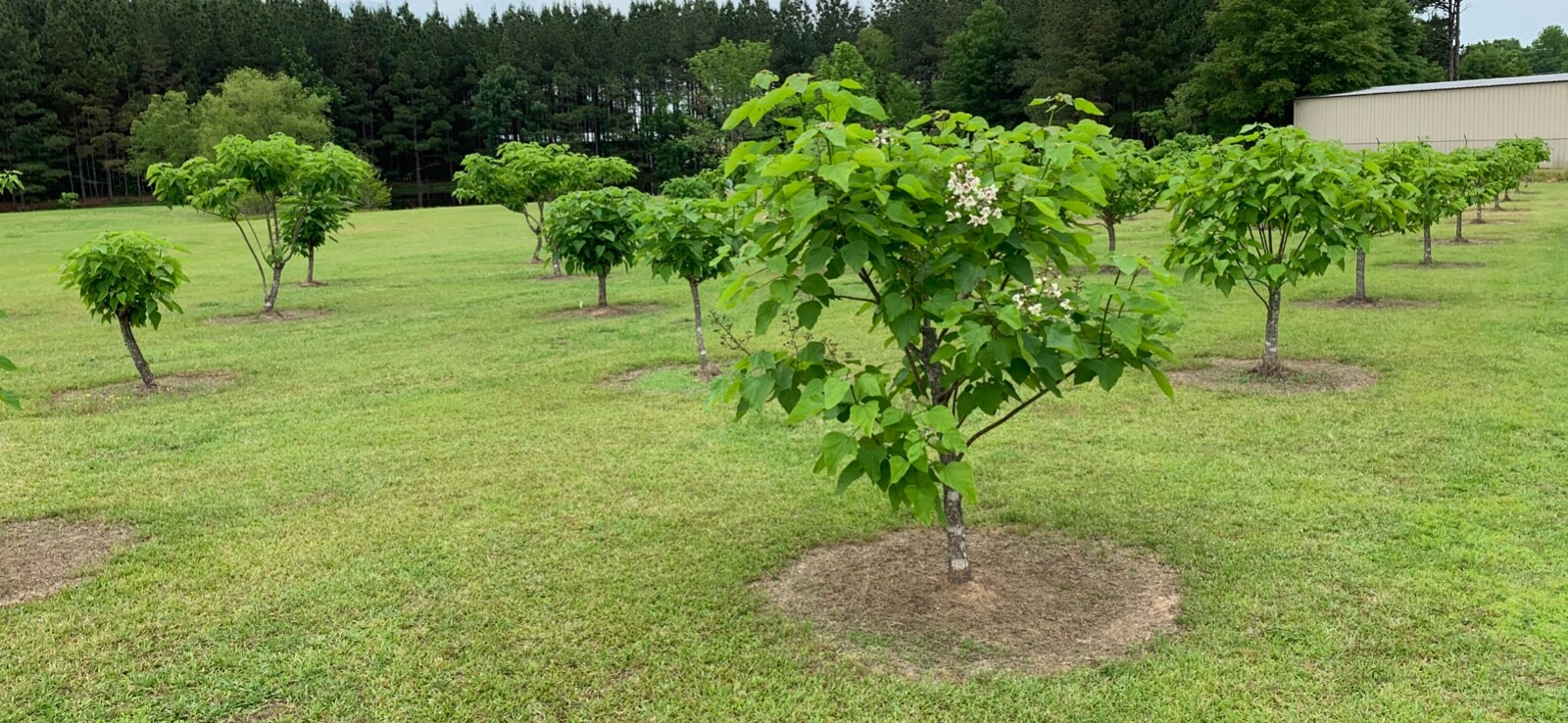 Catalpa, Southern Catalpa Tree Seeds, (For Raising Catalpa Worms) Catfish Candy