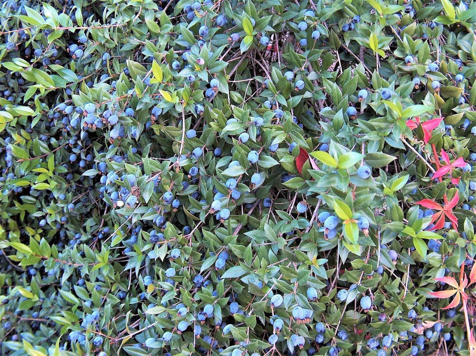 20 TRUE MYRTLE Myrtus Communis White Flower Edible Blue Berry Fruit Shrub Seeds