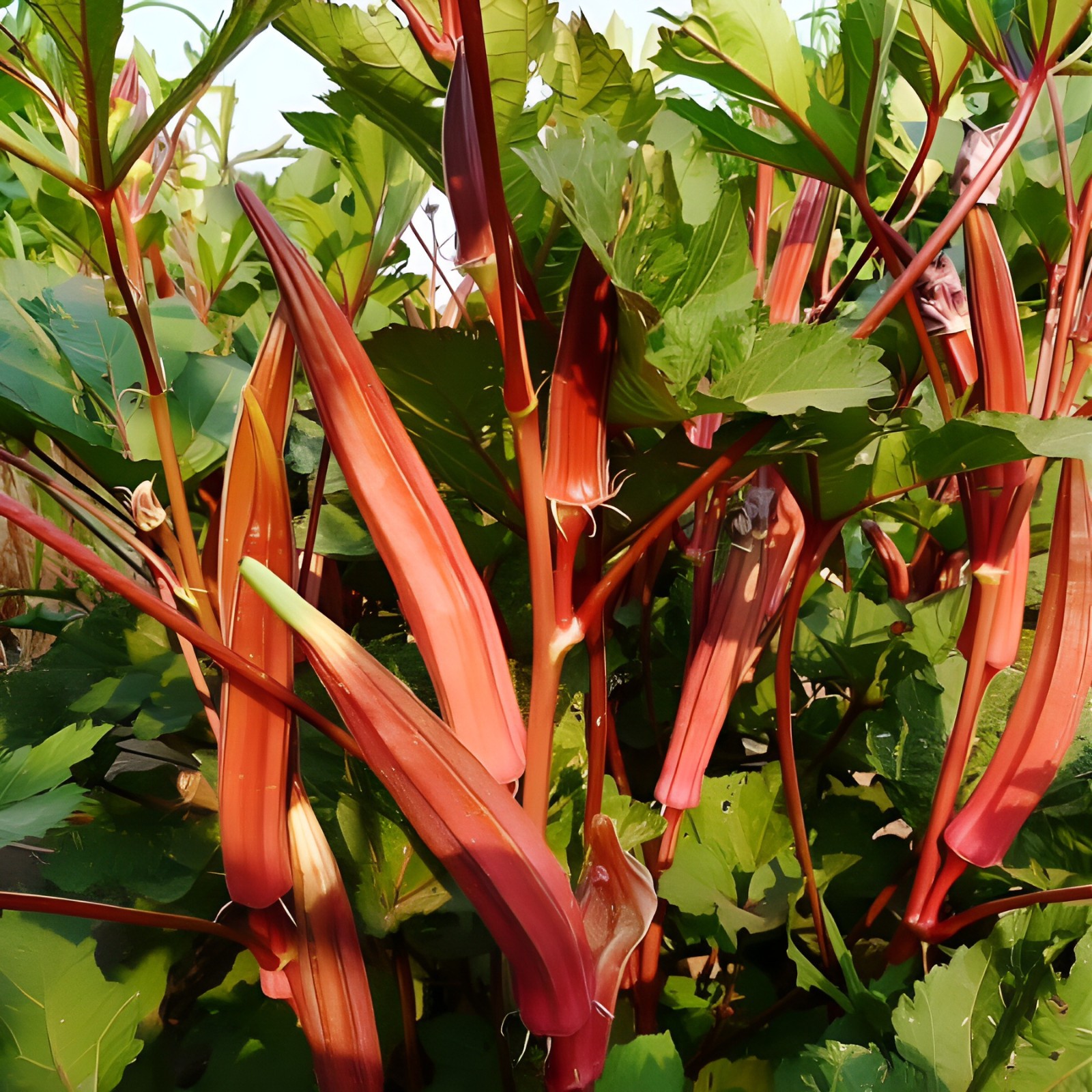 60 Heirloom Jing Orange Okra Seeds – Rare Red-Orange Pods – 5″-7″ Tender Pods