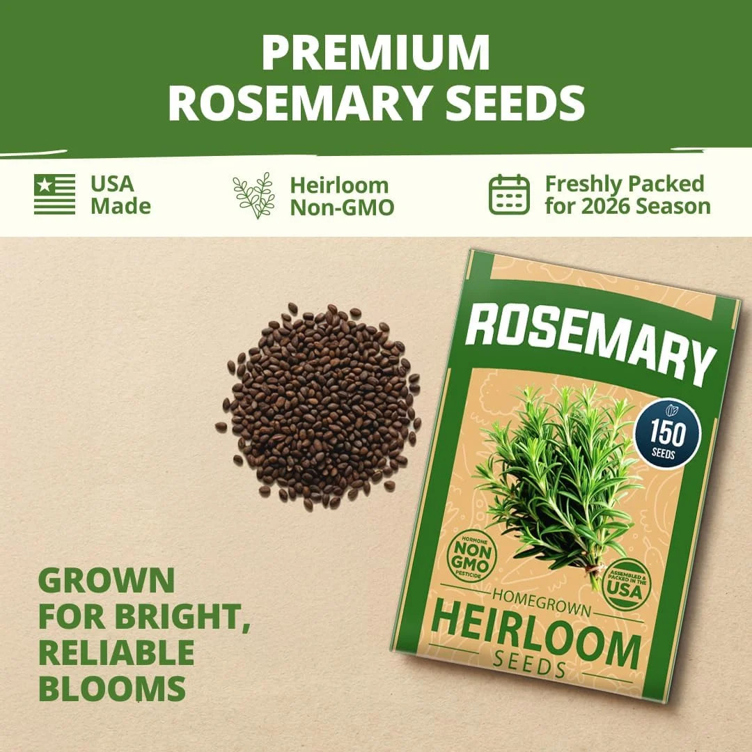HOME GROWN Non GMO Rosemary Seeds Pack – 150 High Germinating Heirloom Herb Seed