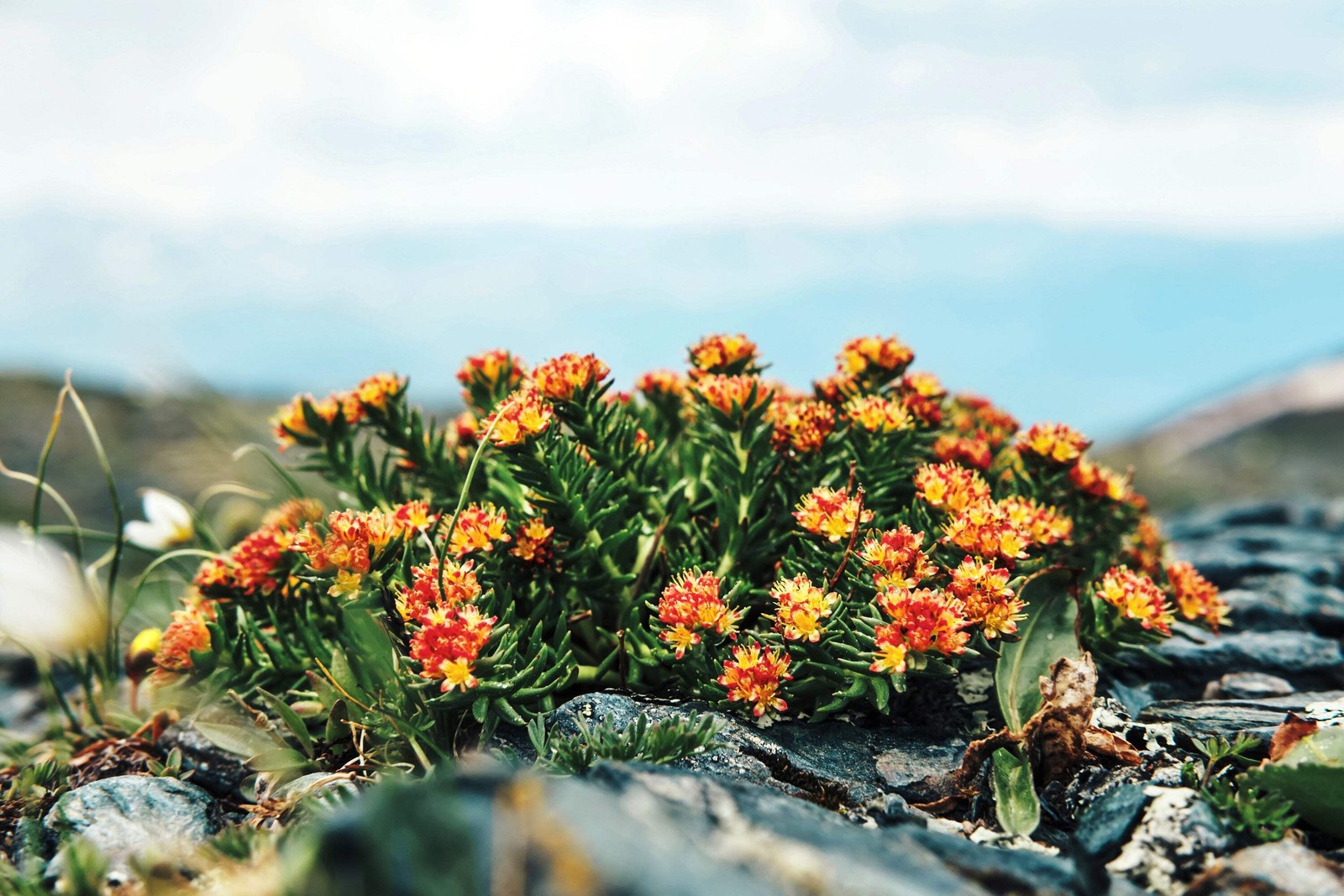 25 ROSEROOT STONECROP Golden Rose Root Sedum Rhodiola Rosea Yellow Flower Seeds
