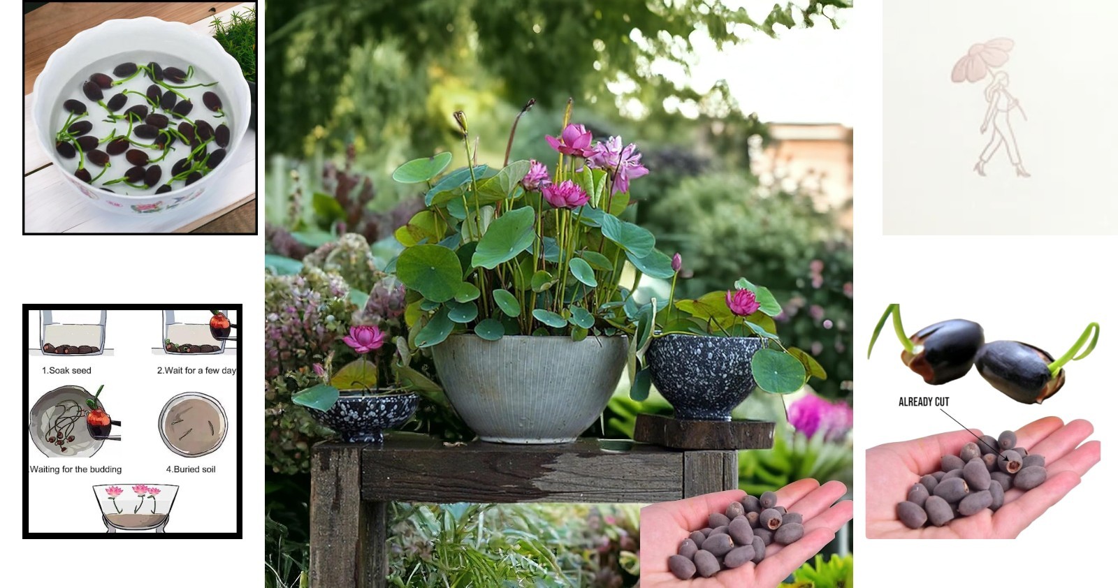 High Germination Lotus Seeds (15pcs) – Perfect for Indoor Bonsai & Outdoor Ponds