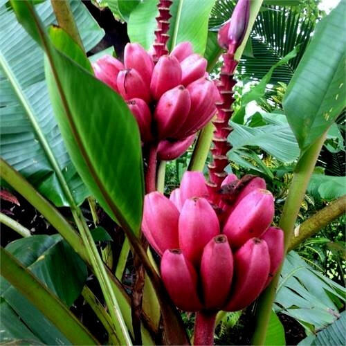 Pink Dwarf Banana Tree Fruit Plant Seeds (Musa velutina) Rare Fast Hardy-Zone 7b