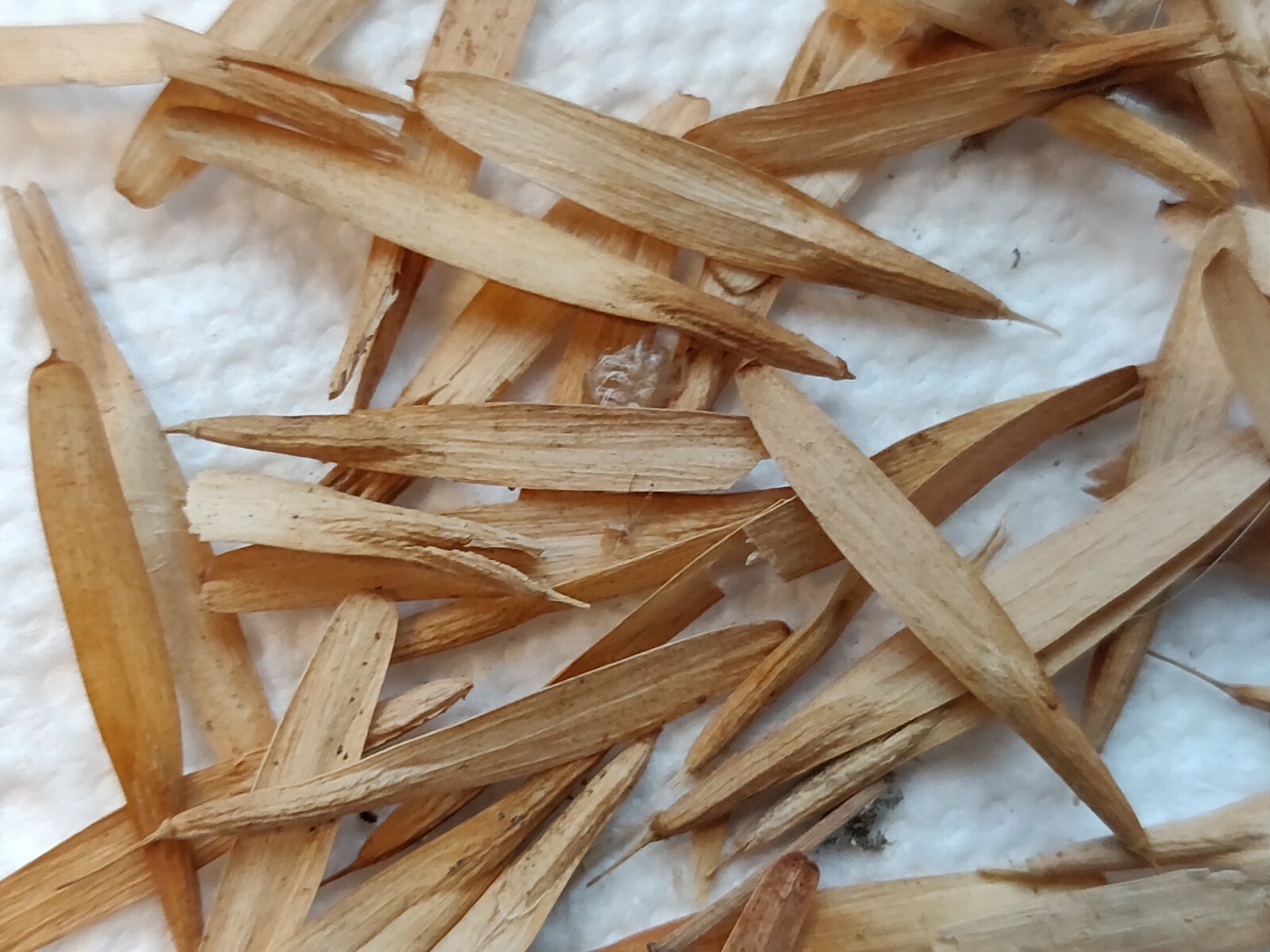 100 ASH TREE SEEDS FOR SHADE-SEMILLAS DE ARBOL DE FRESNO PARA SOMBRA Y MADERA