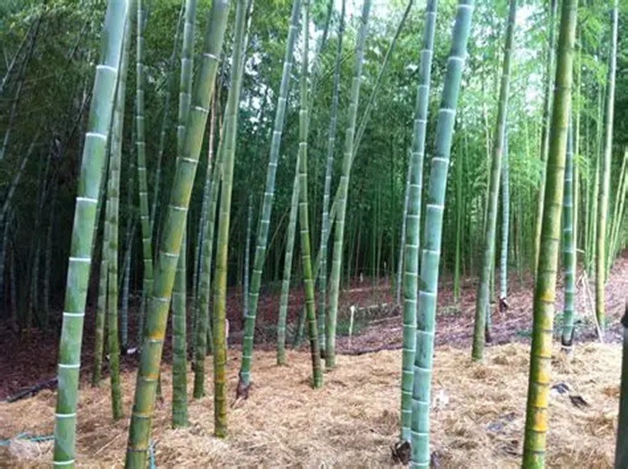 100 Seeds Bamboo Perennial Seed Ornamental Privacy Hedge “Moso”