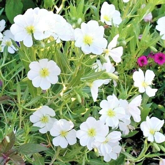 301+Pale EVENING PRIMROSE Flower Seeds Drought Heat Cold Groundcover Wildflower