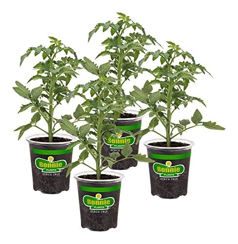 Better Boy Tomato Plants 4 Pack – Disease Resistant, Non-GMO, Large 16 oz Fruit