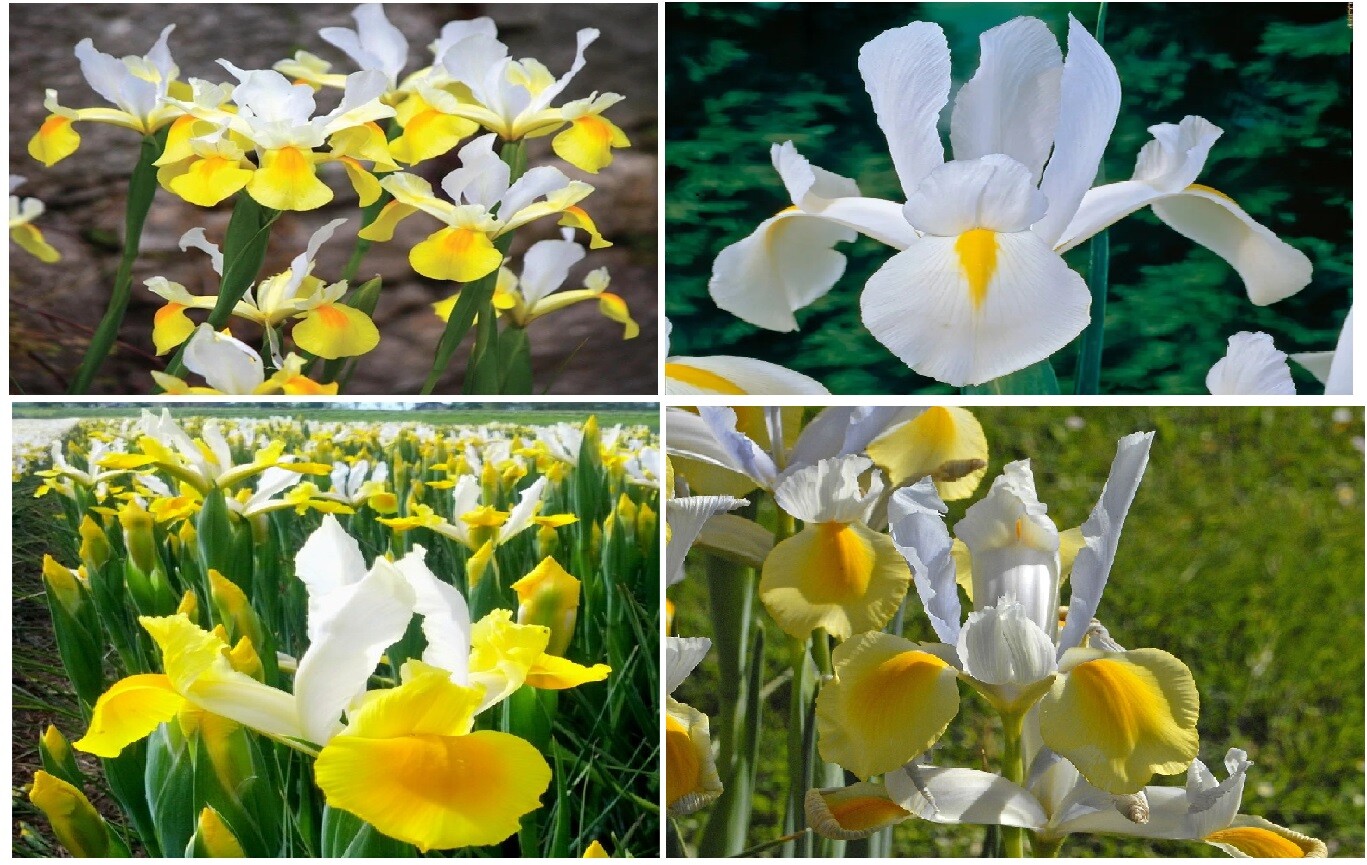 Yellow And White Dutch Iris Plants 25 + Seeds Very Pretty! USA Seller