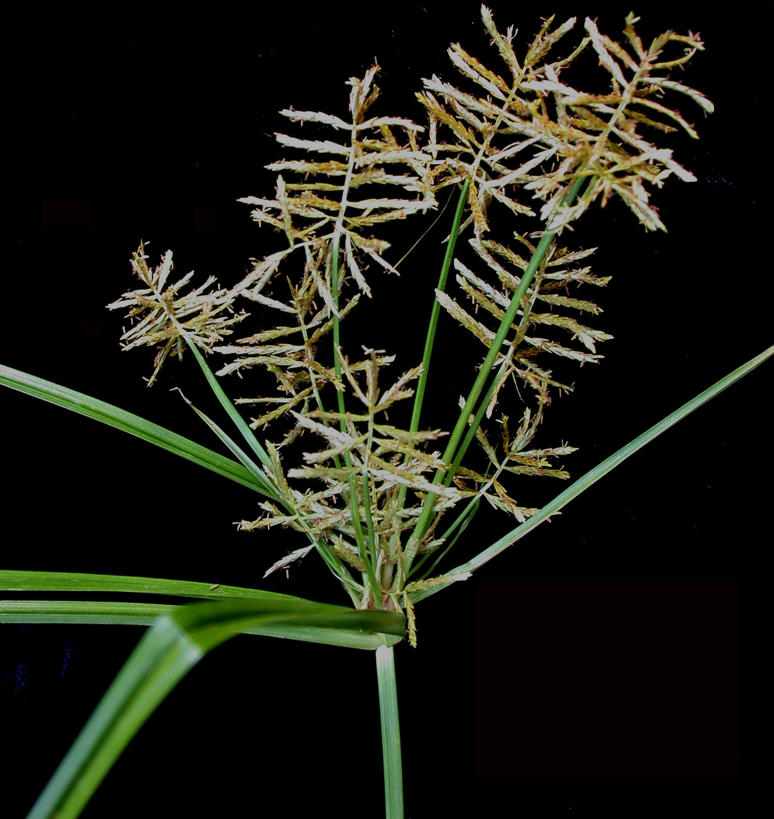 20 TIGER NUT Seeds (Cyperus esculentus) | NON-GMO | Free shipping | Perennial