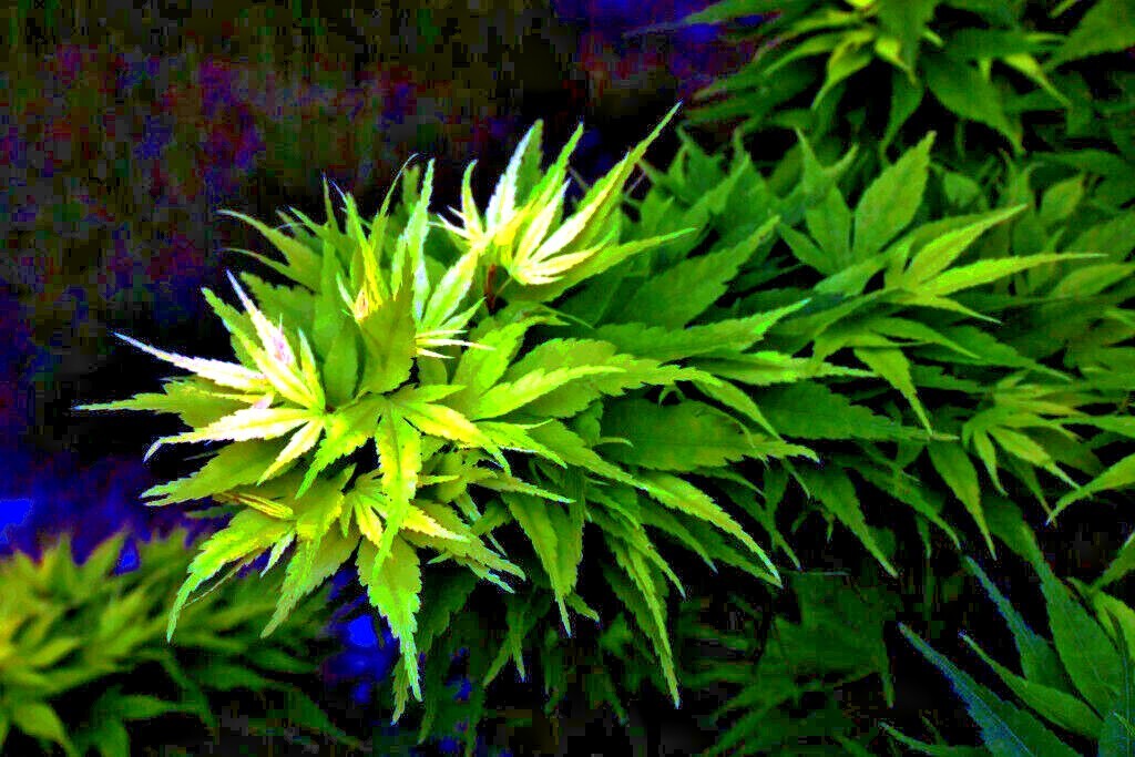 10 “DWARF” Japanese Maple Tree Seeds (Mikawa yatsubusa) UNIQUE Hemp Herb Bonsai