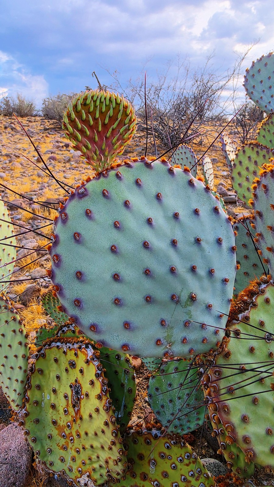 2 Opuntia rufida Cactus: Blind Prickly Pear, Sunset Red-Brown Glochids 3-5″ pad