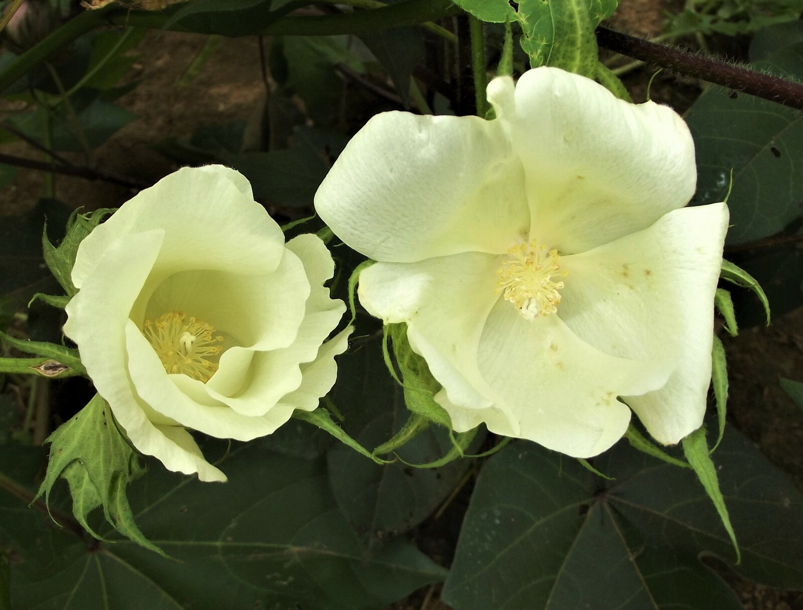 30 White Cotton Seed Pink Blooms Heirloom Ornamental Benefits St. Jude