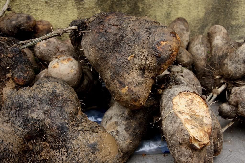 100 Pcs Dioscorea Alata Seeds, Heirloom Purple Yam Vegetable Seeds for Planti…