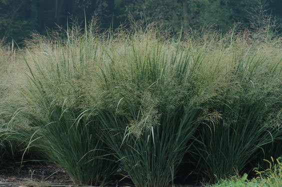 Panicum virgatum Cave in Rock | 200_Seeds