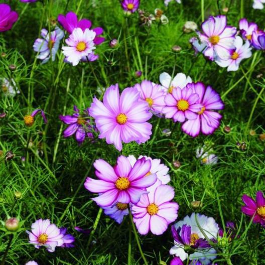 Cosmos PICOTEE Sensation Striped Edges Red & White Flowers Non-GMO 200 Seeds!