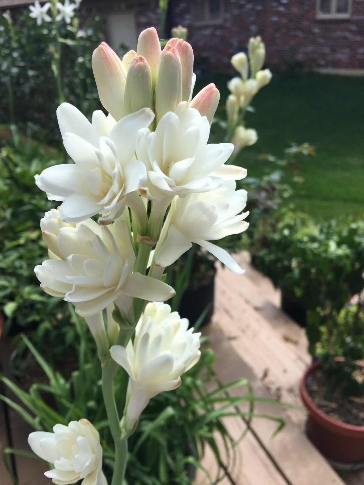 DOUBLE Tuberose – white fragrant flowers – 4 blooming size bulbs various sizes