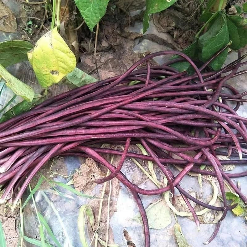 25+ Mixed Yard Long Bean Seeds Green or Purple Red Asian Chinese Long Bean Veget