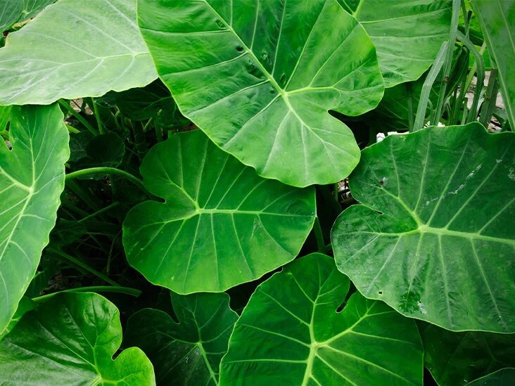 3 LIVE Kalo Eddo Colocasia Esculenta Gabi Elephant Ear Taro Bulbs READY to GROW