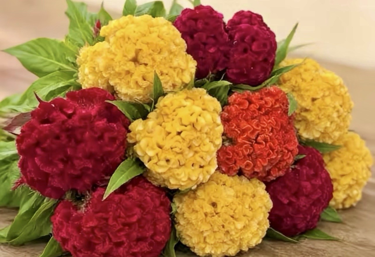 600 Celosia CRISTATA Mix COCKSCOMB Heirloom Cut & Dried Flower Seeds No Track