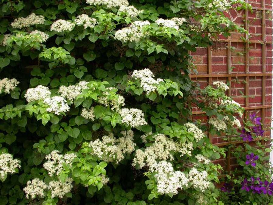 Climbing Hydrangea, Hydrangea anomala petiolaris, Vine Seeds, (Showy, Fragrant)