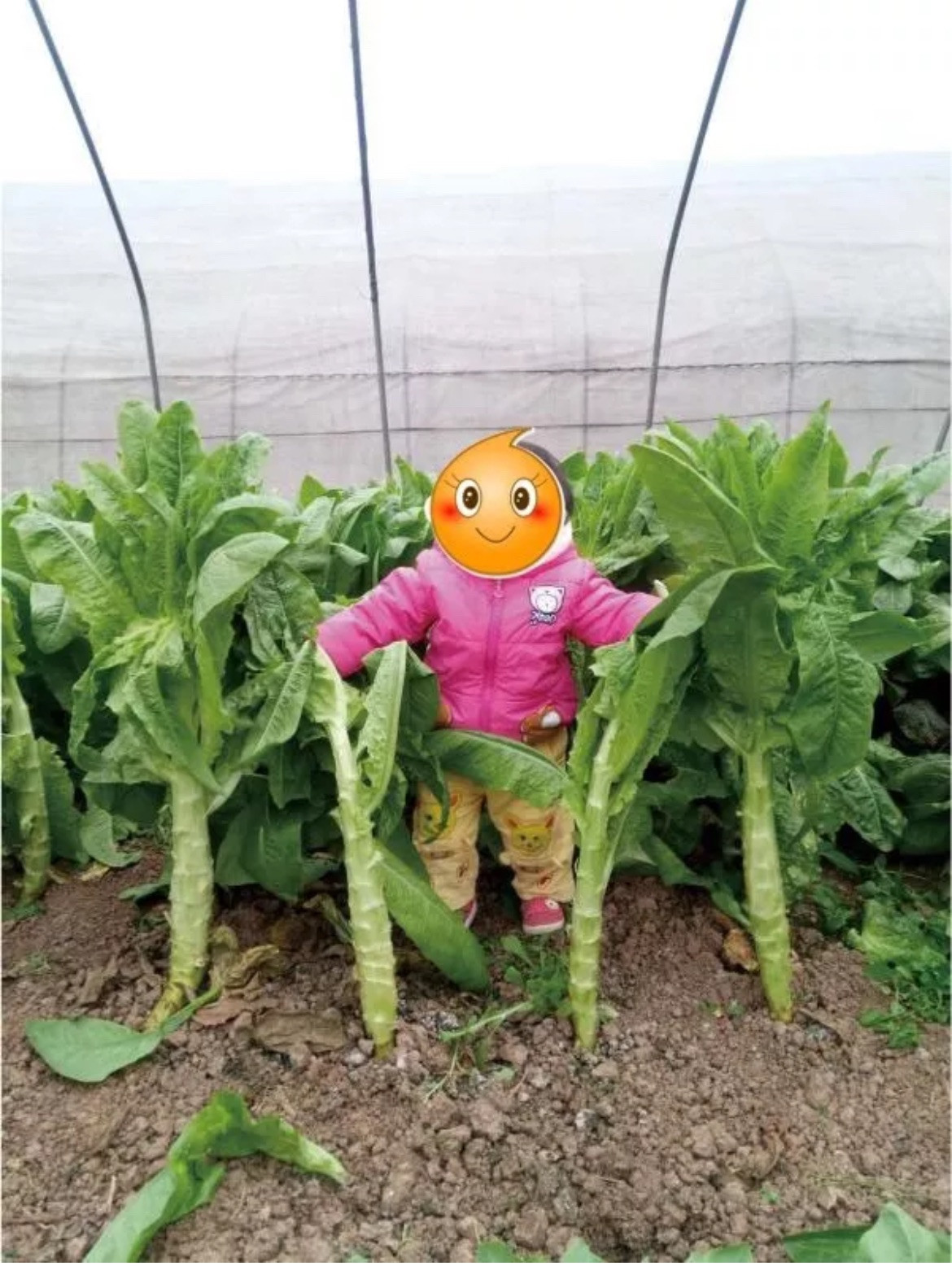 400+Organic Celtuce Chinese Lettuce Stem Heirloom Woju Wosun NON-GMO Seeds 2024