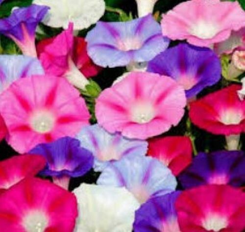 20 Morning GLORY Multi Color Flower Seeds Ascends up Trellis Fragrant Flower