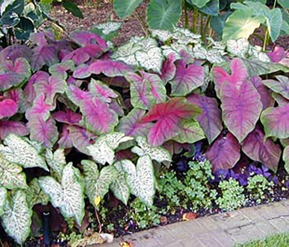 Elegant Dwarf Candidum Jr. Caladium Bulbs for Gardens & Pots – Low Maintenance
