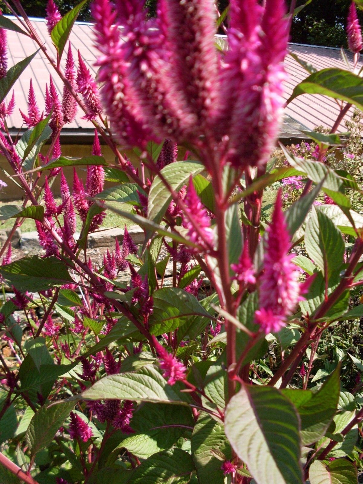 Fuchsia Purple Celway Celosia (300+ Seeds)