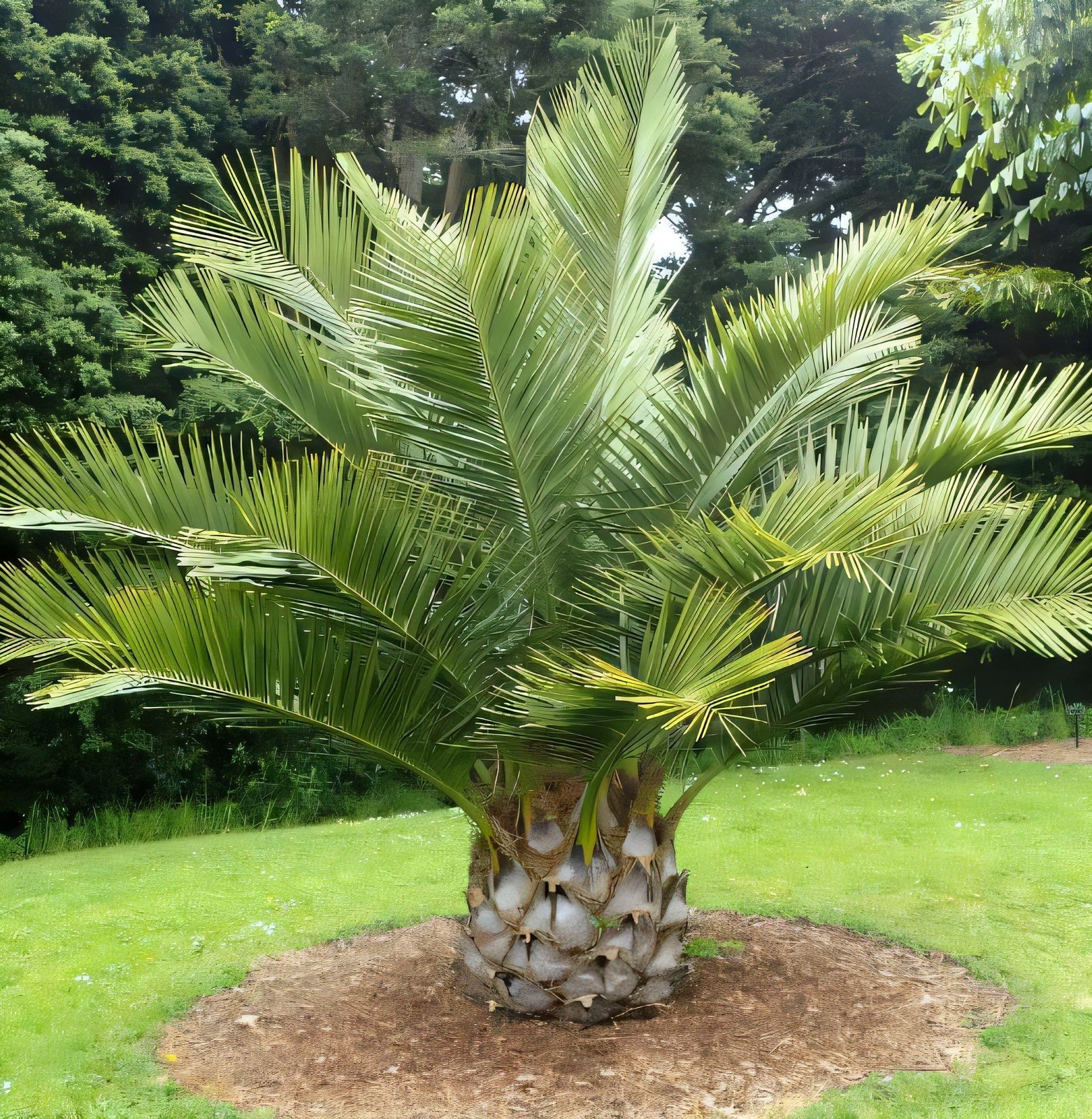 Extreme Cold Hardy 5F – Jubaea Chilensis – Chilean Wine Palm Tree – Fresh Seeds