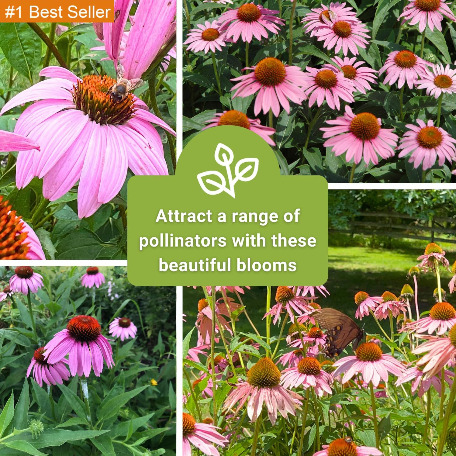 Sow Right Seeds – Purple Coneflower/Echinacea Flower Seeds for Planting – Non-Gm