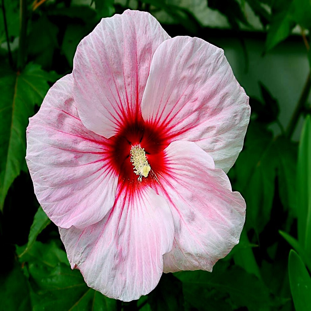 20 Pink Swamp Mallow Rose Seeds “LARGE FLOWER” Hardy Hibiscus Fast Garden Plant