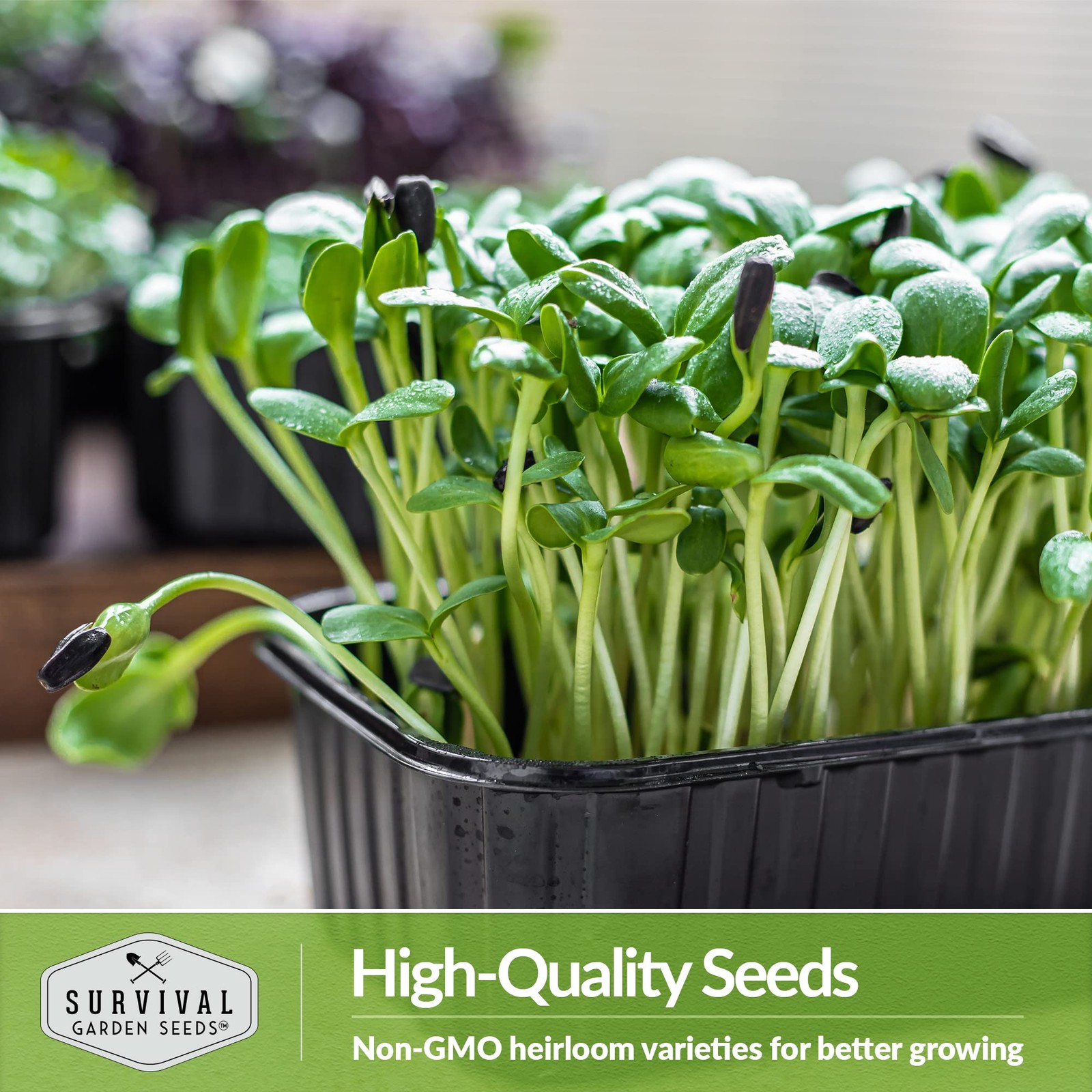Sunflower Microgreens Seeds for Sprouting – Plant & Grow Nutty, Crunchy Shoot…