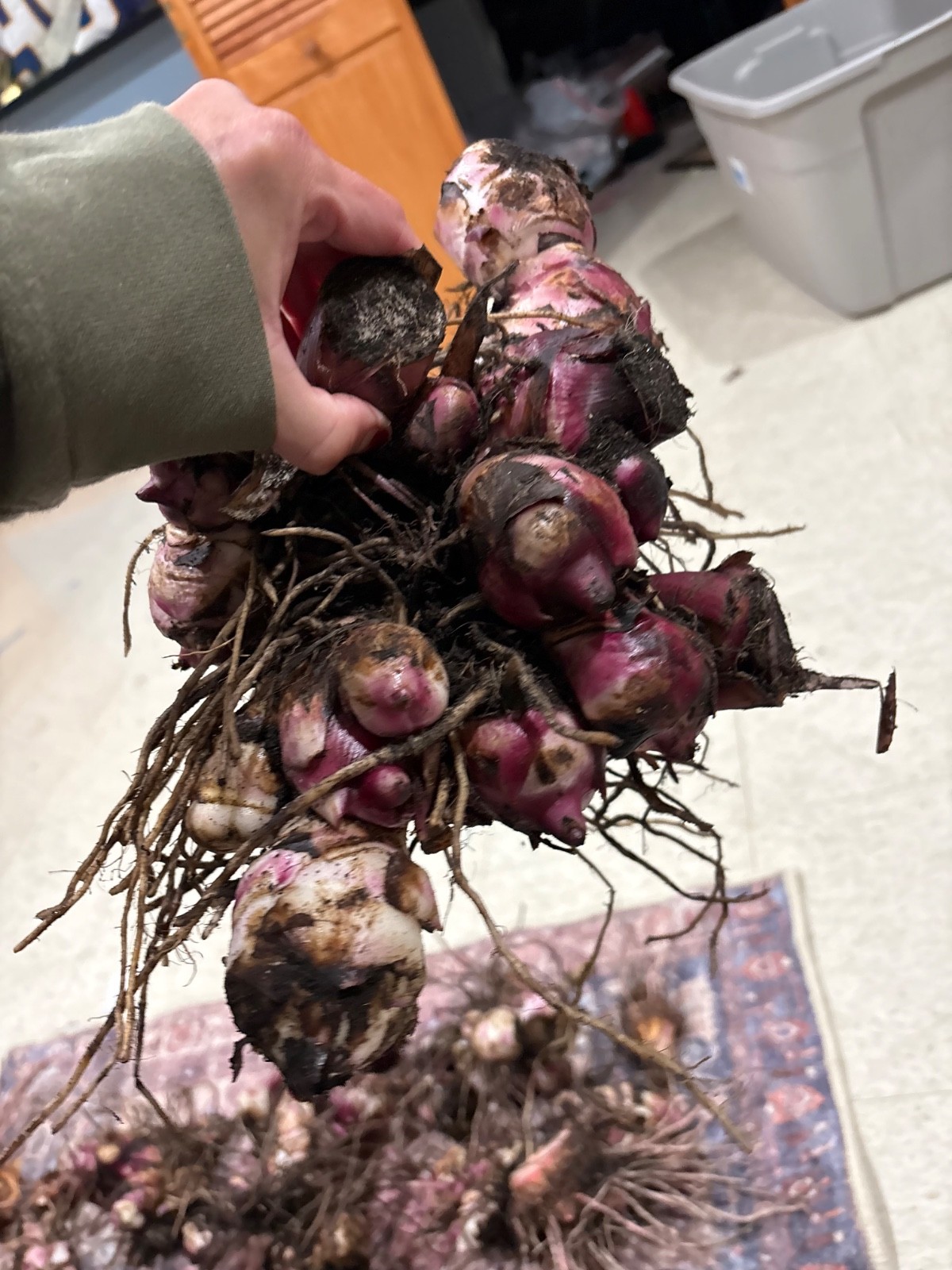 Very RARE – GIANT RED KING CANNA BULBS 8-12 FEET TALL – (5) Bulbs Ready to Plant