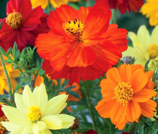 COSMOS SULPHUR MIXED Cosmos Sulphureus – 2,500 Bulk Seeds