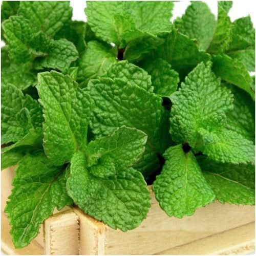 Spearmint Herb Seeds For Planting (Mentha spicata)