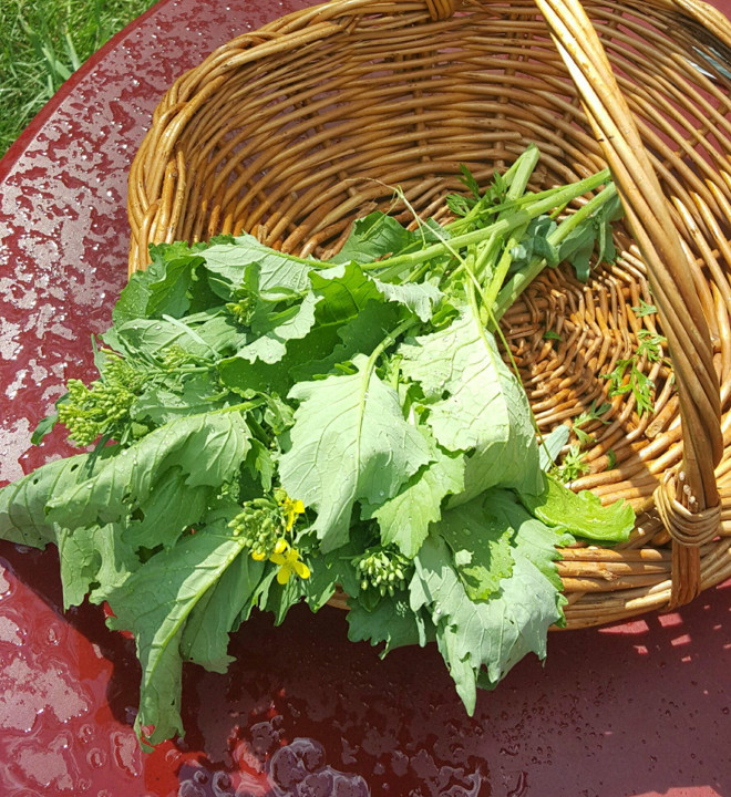 Broccoli Rabe Seeds | Brassica Broccoli Raab Spring Rapini Broccolini Seeds 2023