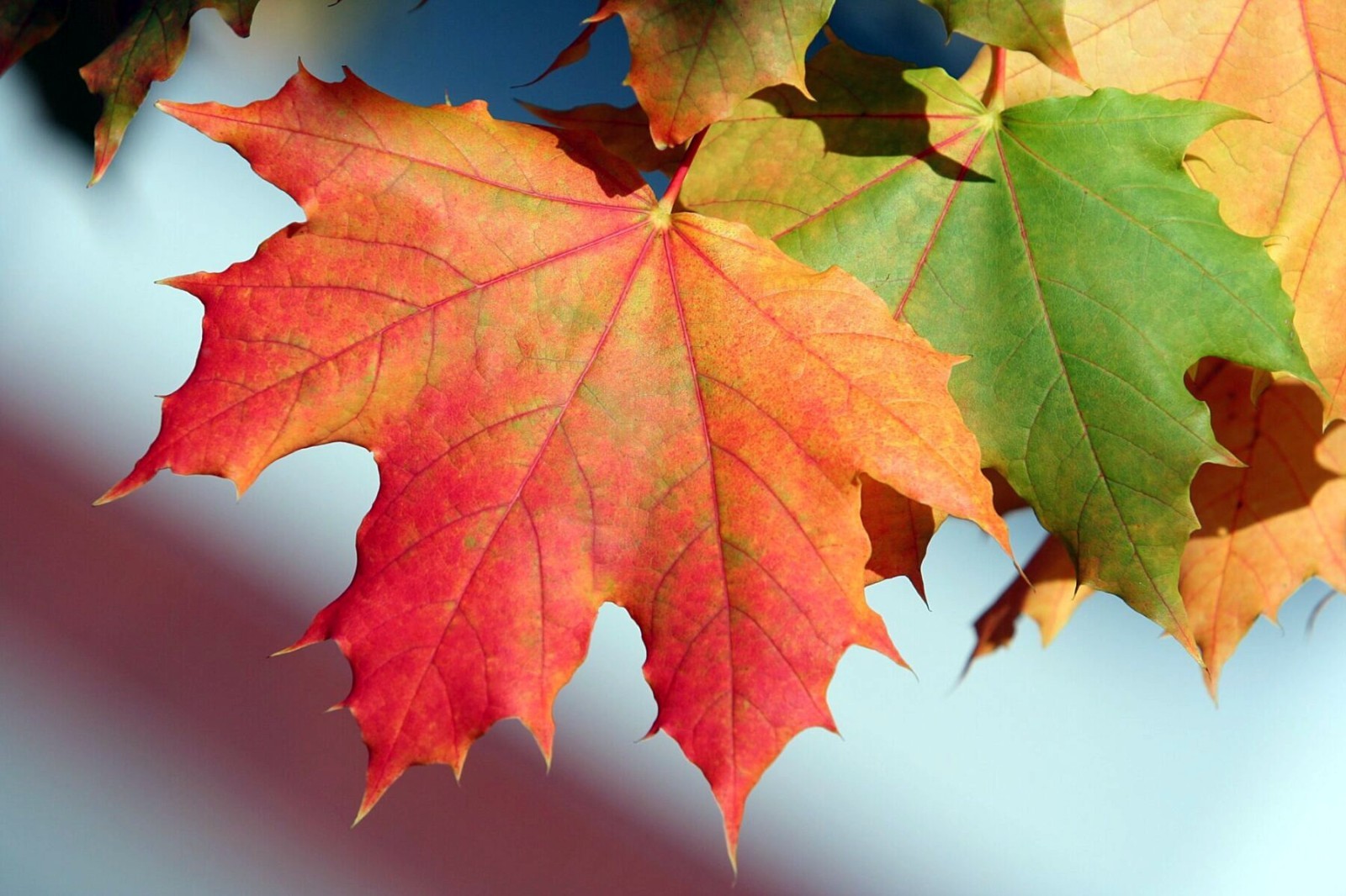 Northern Sugar Maple Tree Seeds (Acer saccharum) Fall Color Cold Hardy to Zone 3