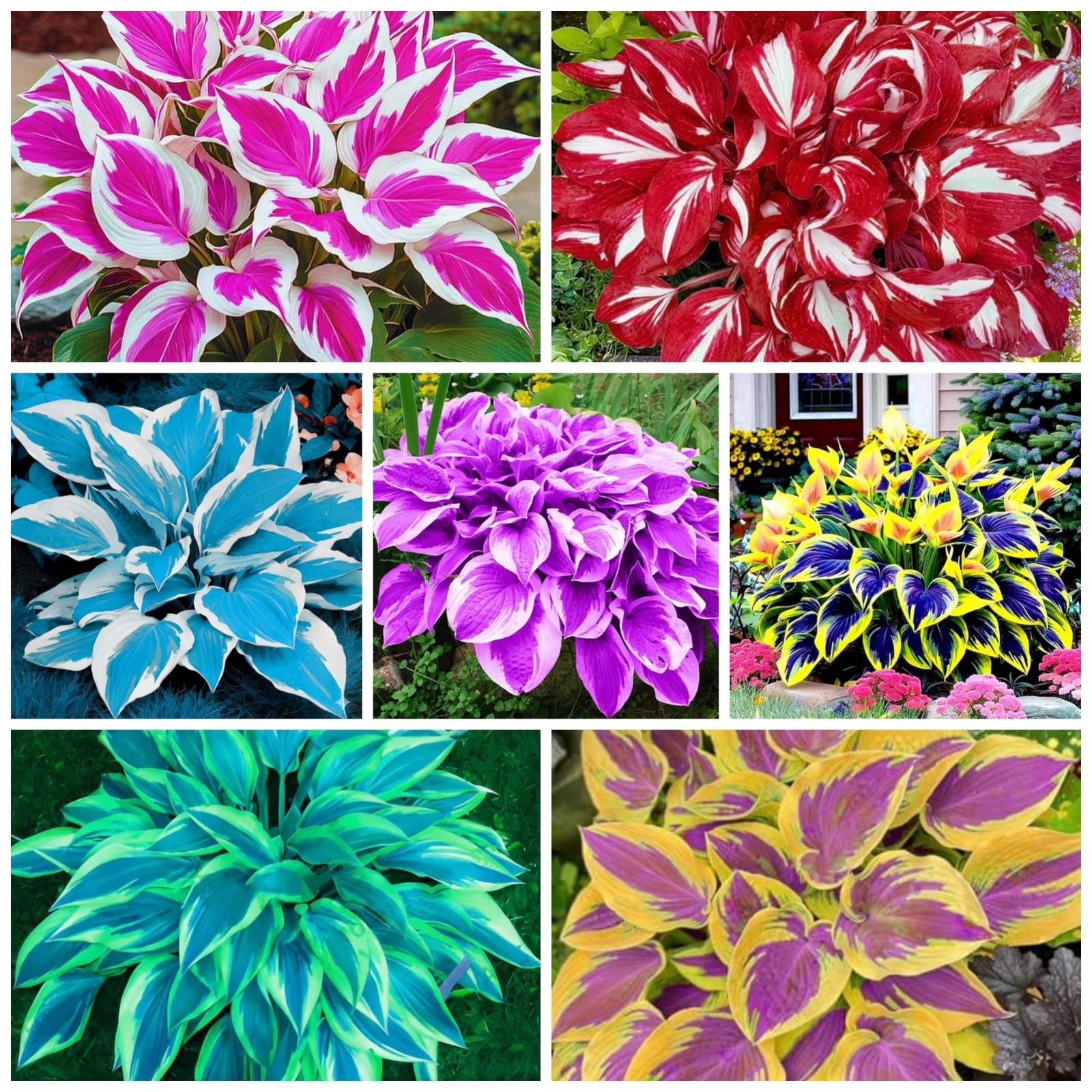 400+ Perennial Rare Hosta Seeds Heart-Shaped Hosta Bare Roots – Rich Foliage,…