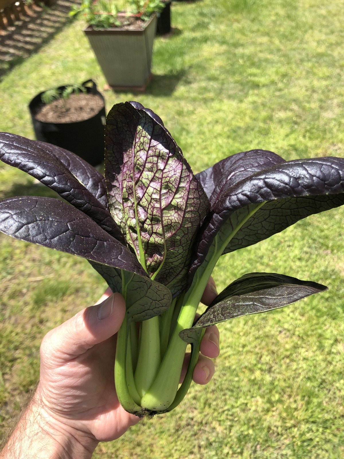 Purple Lady Bok Choy Seeds | USA Pak Choi Pok Chinese Asian Vegetable Seed 2024