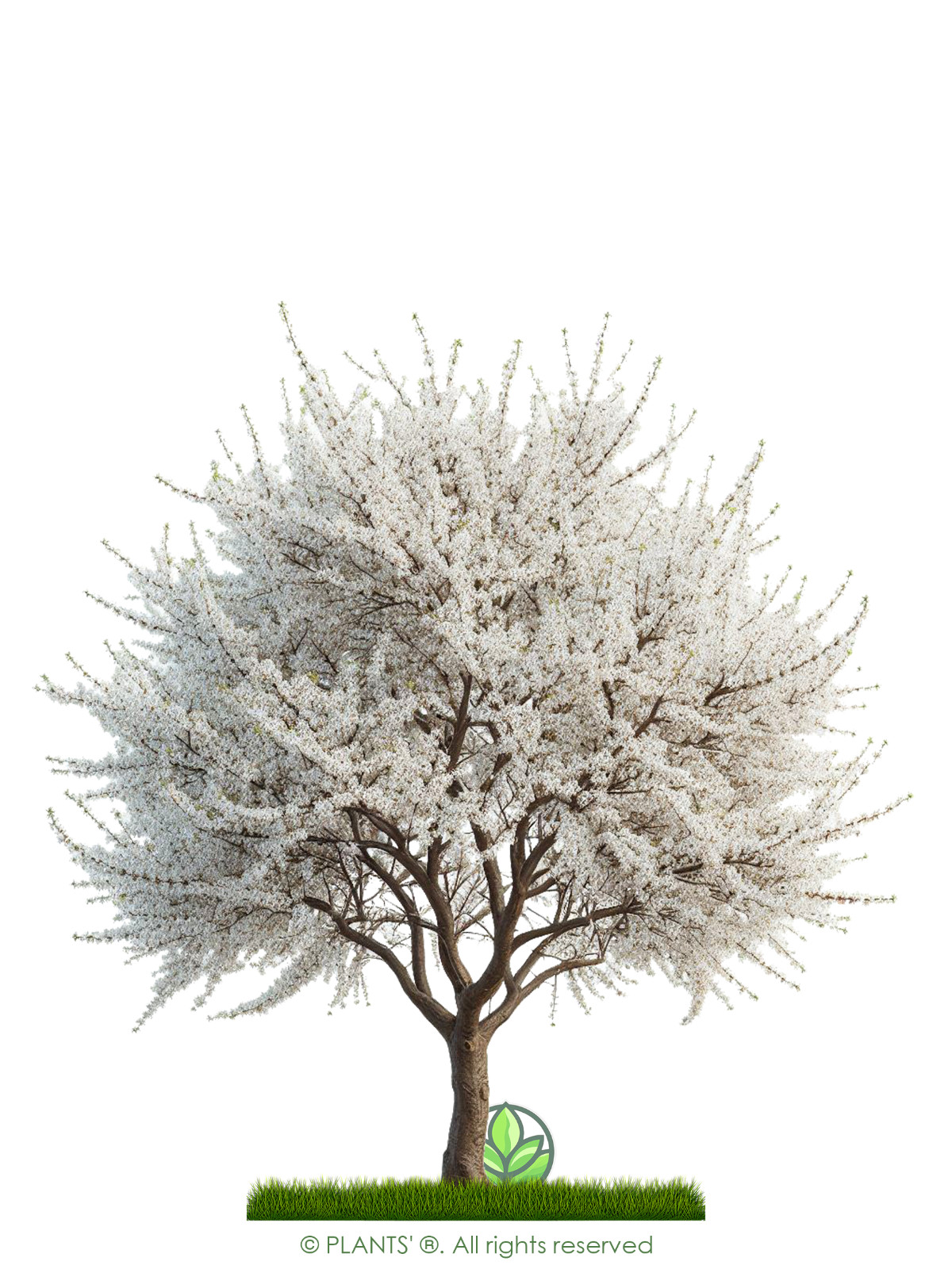 Arabian Cherry Flower Tree | Premium Seeds | Prunus mahaleb ‘Spring’ | Plants’®