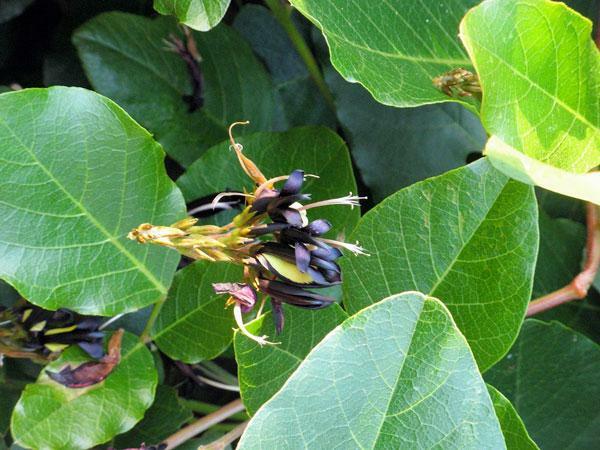 Kennedia nigricans | Black Coral Pea | 15 Seeds