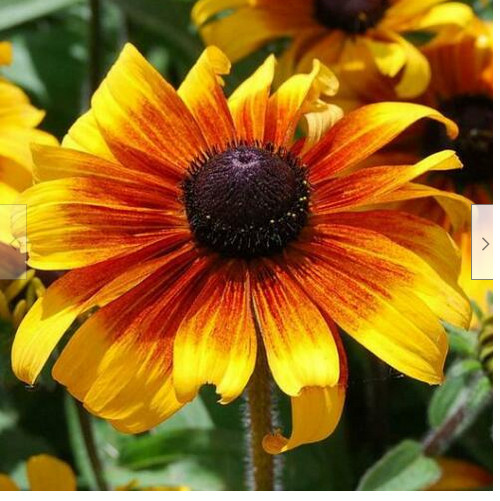Black-Eyed Susan & Fancy Gloriosa Daisy Combo 190 Seeds~My Botanical Garden Club