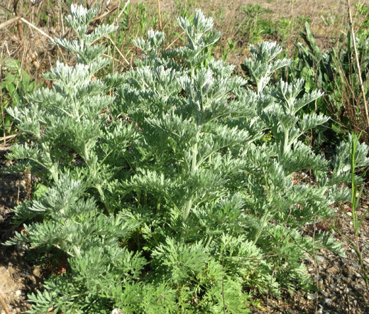 WORMWOOD COMMON Artemisia Absinthium – 1,000 Bulk Seeds