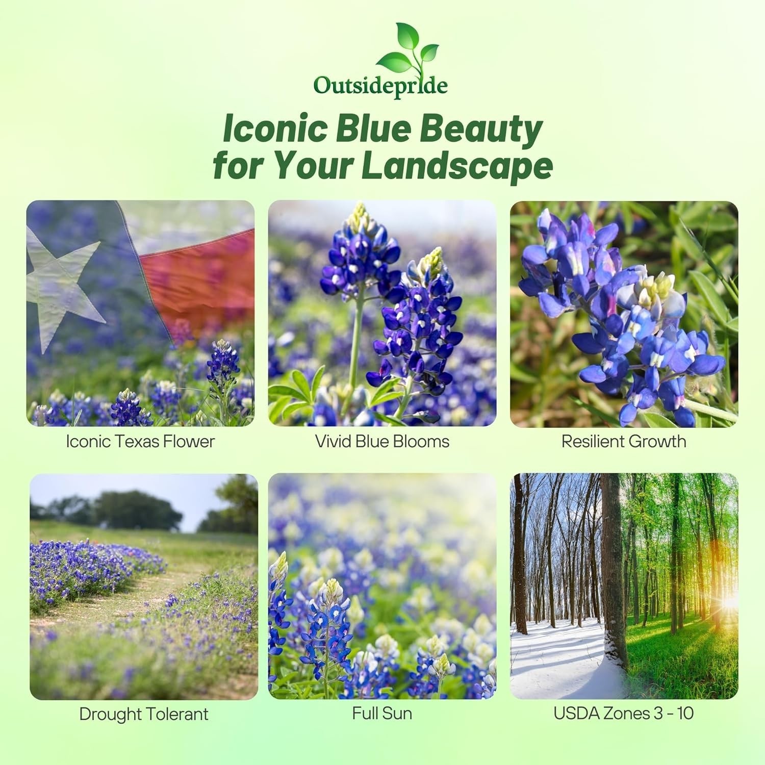 Texas Bluebonnet Seeds – 1/4 lb. Annual Lupinus Texensis, Heirloom Quality, D…