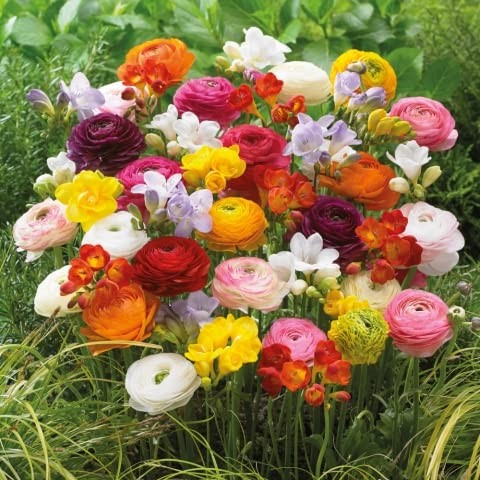 Grand Freesia & Ranunculus Flower Bulbs – Set of 22 Ranunculus & Freesia Flow…